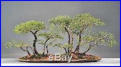 Quick and Easy Indoor Bonsai Trees From Seed Acacia