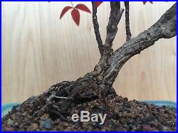 RARE Dwarf Nandina Flowering Bonsai Tree Multi Trunk Nebari Slanted Style