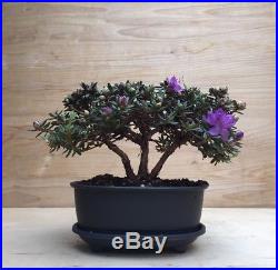 RARE Dwarf Rhododendron Pre Bonsai Tree Evergreen HTF