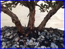 RARE Dwarf Rhododendron Pre Bonsai Tree Evergreen HTF