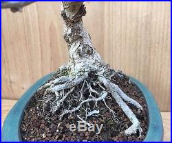 RARE Pygmy Barberry Specimen Moyogi Bonsai Tree Big Thick Trunk Nice Nebari Red