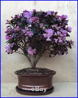 RARE Rhododendron Huge Bonsai Tree Evergreen Lavender Specimen IN BLOOM