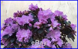 RARE Rhododendron Huge Bonsai Tree Evergreen Lavender Specimen IN BLOOM