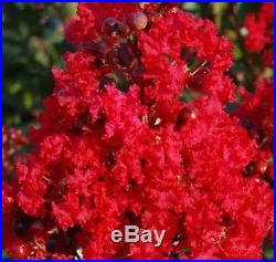 RARE TRUE DWARF Crape Myrtle Flowering Pre Bonsai BIG TRUNK FLOWERING SPECIMEN