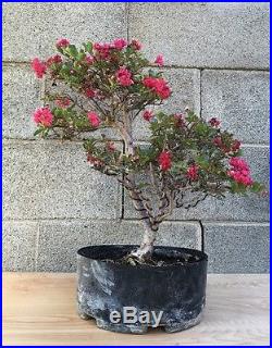 RARE TRUE DWARF Crape Myrtle Flowering Pre Bonsai FLOWERING SPECIMEN