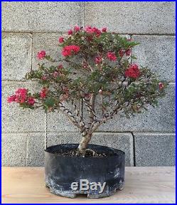 RARE TRUE DWARF Crape Myrtle Flowering Pre Bonsai FLOWERING SPECIMEN IN BLOOM