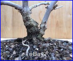 RARE dwarf Vitex Flowering Bonsai Tree Chaste Tree Thick Twin Trunk HTF Blue