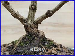 RARE dwarf Vitex Specimen Flowering Bonsai Tree Chaste Tree Thick Trunk HTF Blue