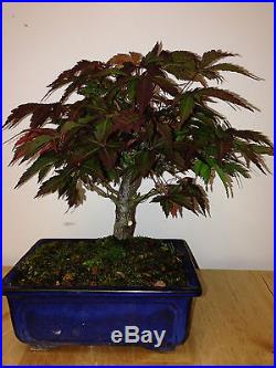 RED LACE LEAFE SHOHIN JAPANES MAPLE TREE FROM SEED 17 YEARS OLD