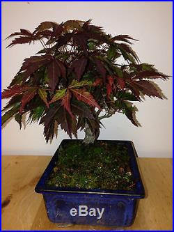 RED LACE LEAFE SHOHIN JAPANES MAPLE TREE FROM SEED 17 YEARS OLD