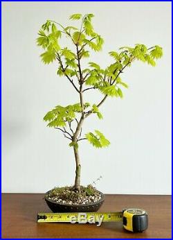 Rare Acer Palmatum Shirasawanum Aurum Bonsai
