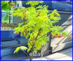 Rare Acer Palmatum Shirasawanum Jordan Bonsai