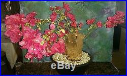 Rare Beautiful 60+ Year Old Variegated BONSAI BOUGAINVILLEA Huge 9 Trunk Bloom