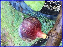 Rare Black Madeira live fig tree plant. 3 gallon size