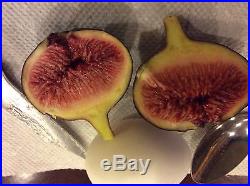 Rare Black Madeira live fig tree plant. 3 gallon size