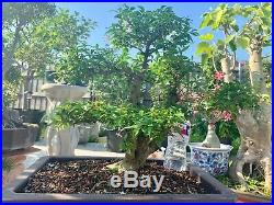 Rare Bonsai Flowering Water Jasmine Fragrant-more 25yrs old-22in-out&indoor
