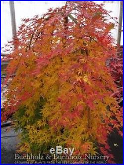 Rare Cascading, Weeping Japanese Maple Tree (Acer palmatum 'Ryu sei')