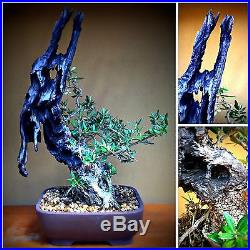 Rare Collected Olive by New England Bonsai Gardens