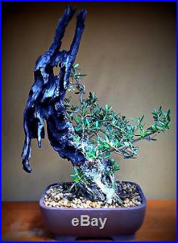 Rare Collected Olive by New England Bonsai Gardens
