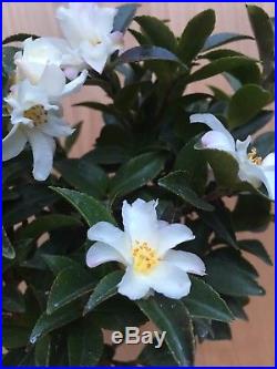 Rare DWARF Camellia Flowering Bonsai Unique Tree