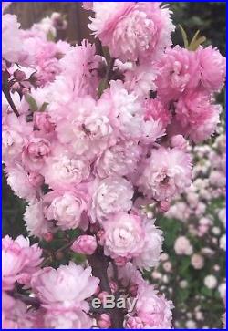Rare Dwarf Flowering Almond Bonsai Tree Pink To White Thick Trunk HTF