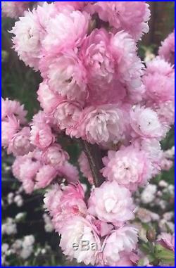 Rare Dwarf Flowering Almond Bonsai Tree Pink To White Thick Trunk HTF