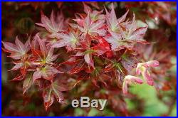 Rare Dwarf Japanese Maple Tree (Acer palmatum'Ruby Stars')