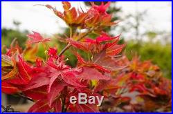 Rare Dwarf Japanese Maple Tree (Acer palmatum'Ruby Stars')