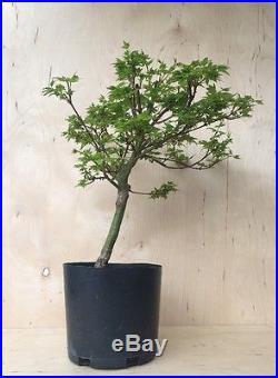 Rare Dwarf Pygmy Specimen Coonara Japanese Maple Pre Bonsai Tree Thick Trunk HTF