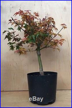 Rare Dwarf Pygmy Specimen Coonara Japanese Maple Pre Bonsai Tree Thick Trunk HTF