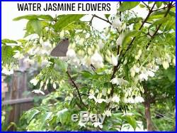 Rare Fragrant Bonsai Flowering Water Jasmine#1 -20yrs old-24in (50% off $500)