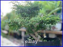 Rare Fragrant Bonsai Flowering Water Jasmine#1 -20yrs old-24in (50% off $500)