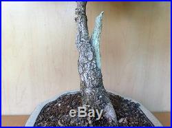 Rare Golden Jackpot Bougainvillea Flowering Bonsai Tree HTF Specimen