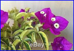 Rare Golden Jackpot Bougainvillea Flowering Bonsai Tree HTF Specimen