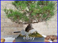 Rare Japanese Black Pine Bonsai. Double Trunk. 80 years old at least