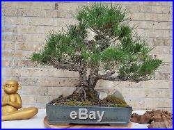 Rare Japanese Black Pine Bonsai. Double Trunk. 80 years old at least