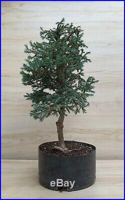 Rare Japanese Cypress Blue Sawara Bonsai Tree Evergreen Conifer Thick Trunk HTF