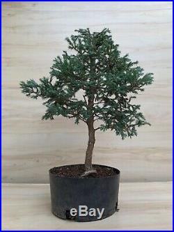 Rare Japanese Cypress Blue Sawara Bonsai Tree Evergreen Conifer Thick Trunk HTF