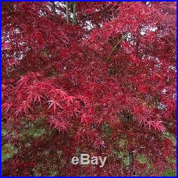 Rare Japanese Maple Tree (Acer palmatum'Beni otake')