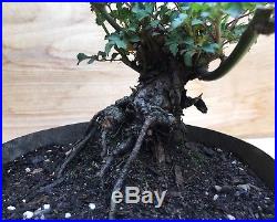 Rare Mini Rose Flowering Bonsai Tree Thick Trunk Very Small Flower HTF IN BLOOM