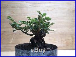 Rare Mini Rose Flowering Bonsai Tree Thick Trunk Very Small Flower HTF IN BLOOM
