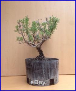 Rare Mozart Rosemary Flowering Pre Bonsai Tree Old Evergreen Nice Thick Trunk