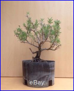 Rare Mozart Rosemary Flowering Pre Bonsai Tree Old Evergreen Nice Thick Trunk