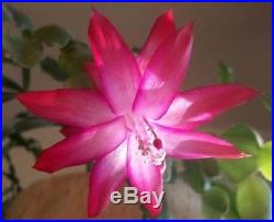 Rare Old Fashion Buckleyi Christmas Cactus Schlumbergera Plant Pink Flower