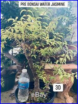 Rare Pre-Bonsai Flowering Water Jasmine Fragrant- 25yrs old-22in-exactly 3A-3D