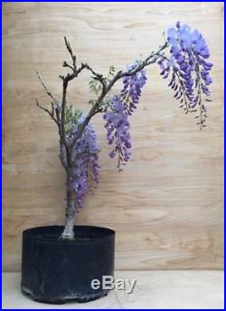 Rare Re Blooming Purple Chinese Wisteria Flowering Bonsai Specimen HTF