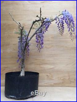 Rare Re Blooming Purple Chinese Wisteria Flowering Bonsai Specimen HTF
