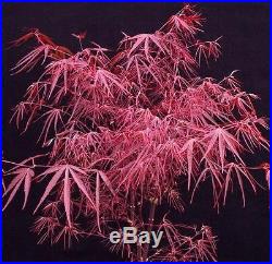 Rare Red Laceleaf Japanese Maple Tree (Acer palmatum 'Pung Kil')