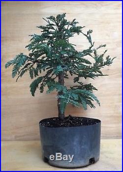 Rare Specimen Blue Steel Redwood Bonsai Tree Big Thick Barky Trunk