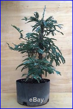 Rare Specimen Blue Steel Redwood Bonsai Tree Big Thick Barky Trunk
